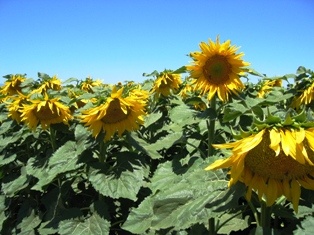 Sunflowers