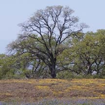 Blue Oak Tree