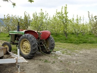 Almond Orchard with Tractor