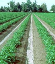 Tomato Field