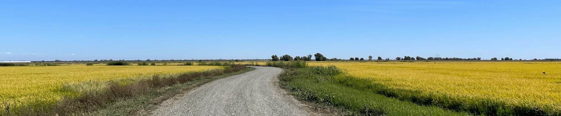 Yolo Bypass