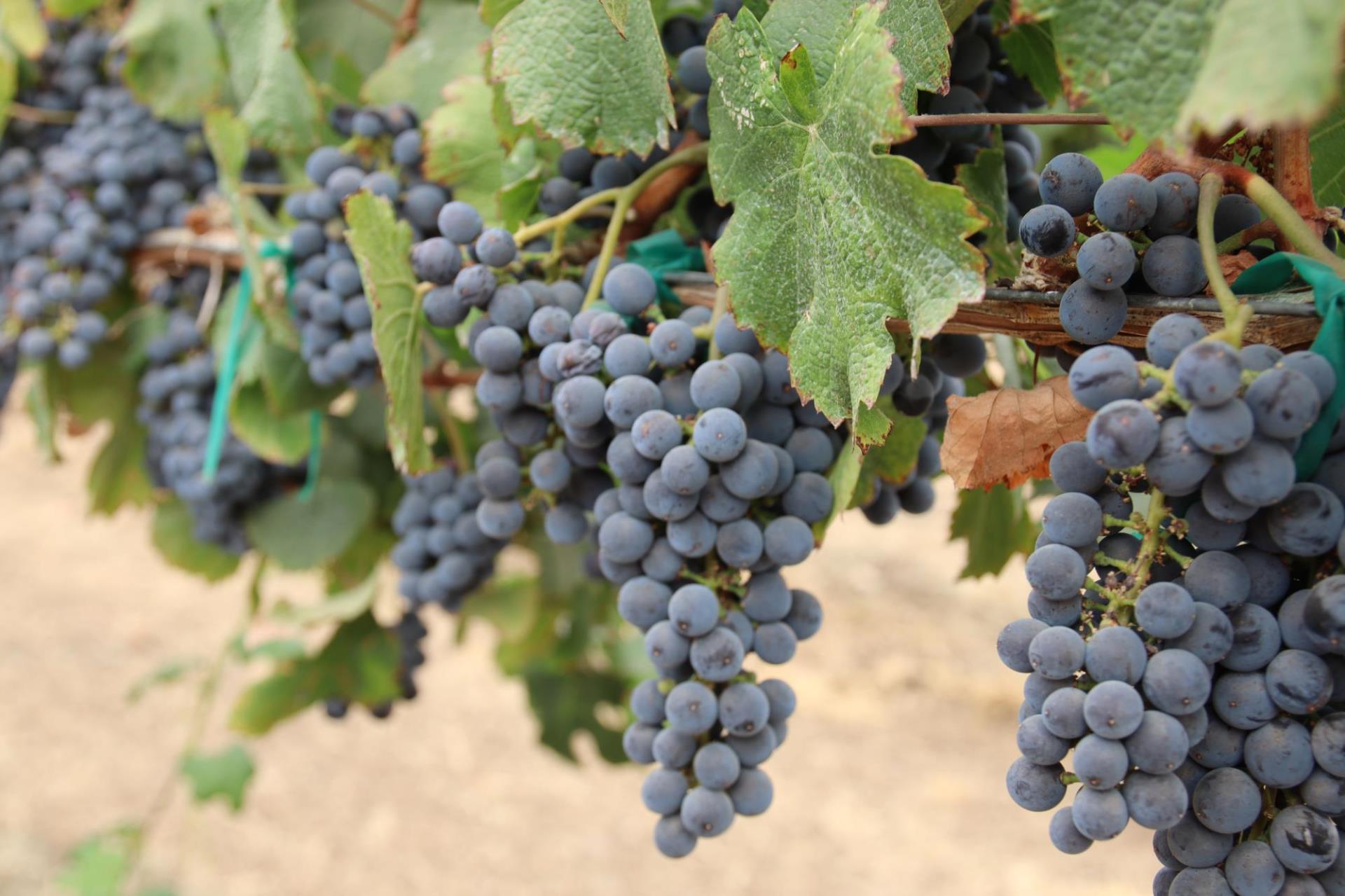 Grapes on vine