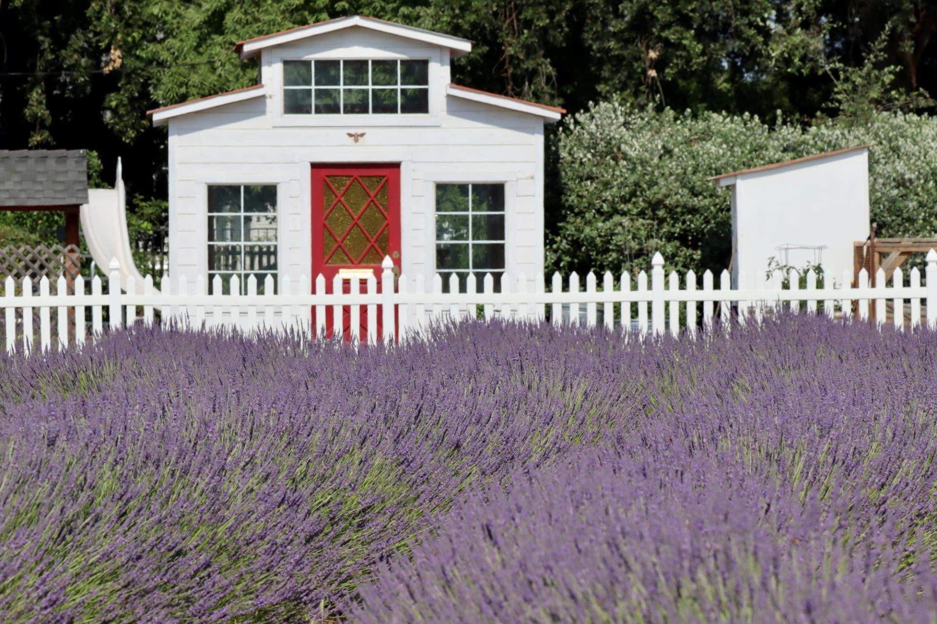 field of lavendar plants