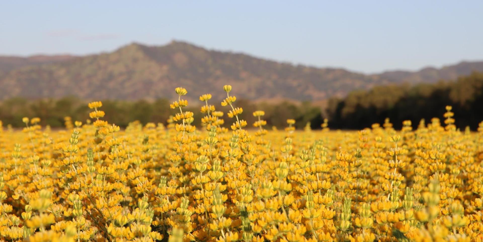 field of yellow flowers