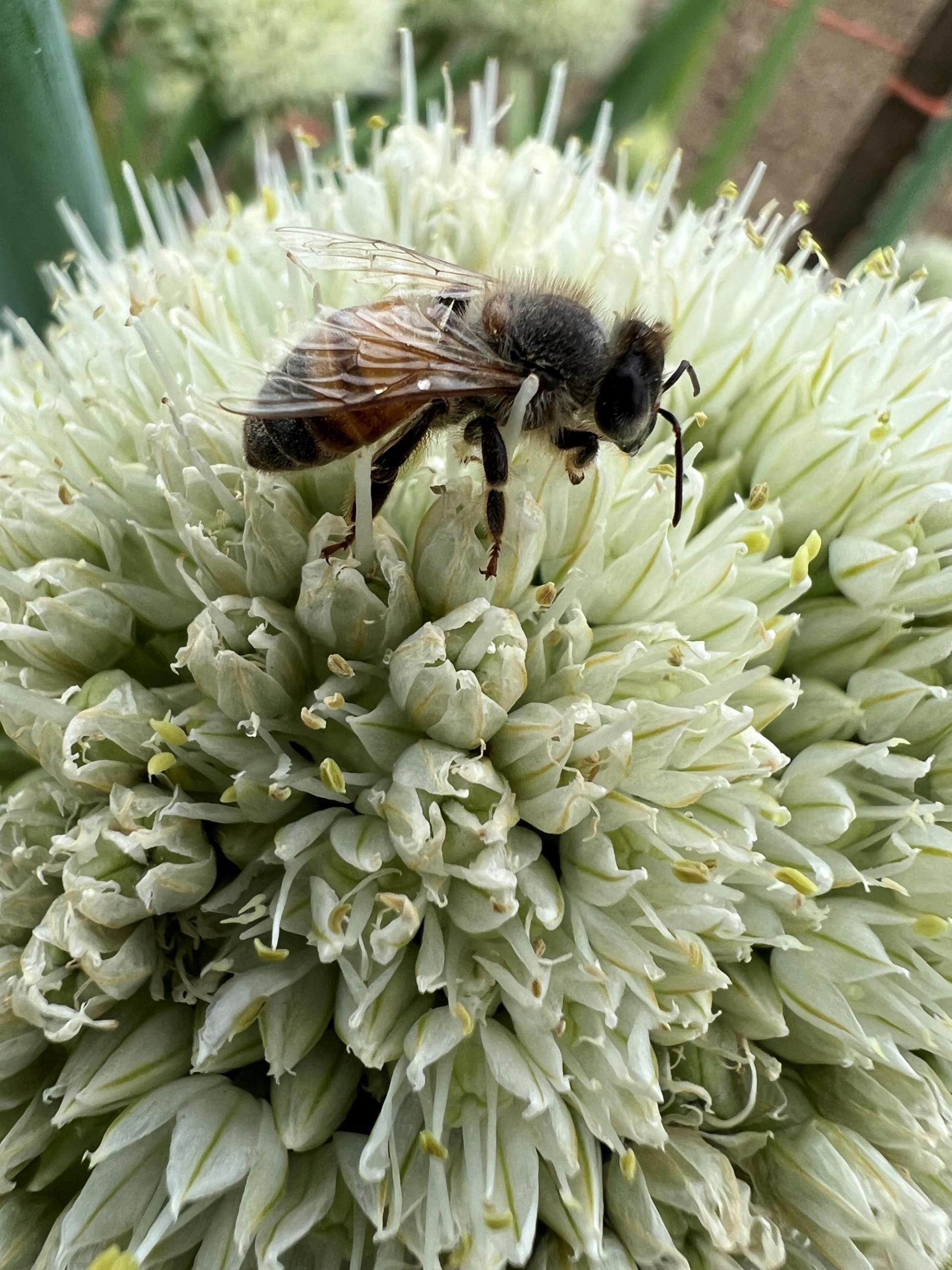 bee on flower