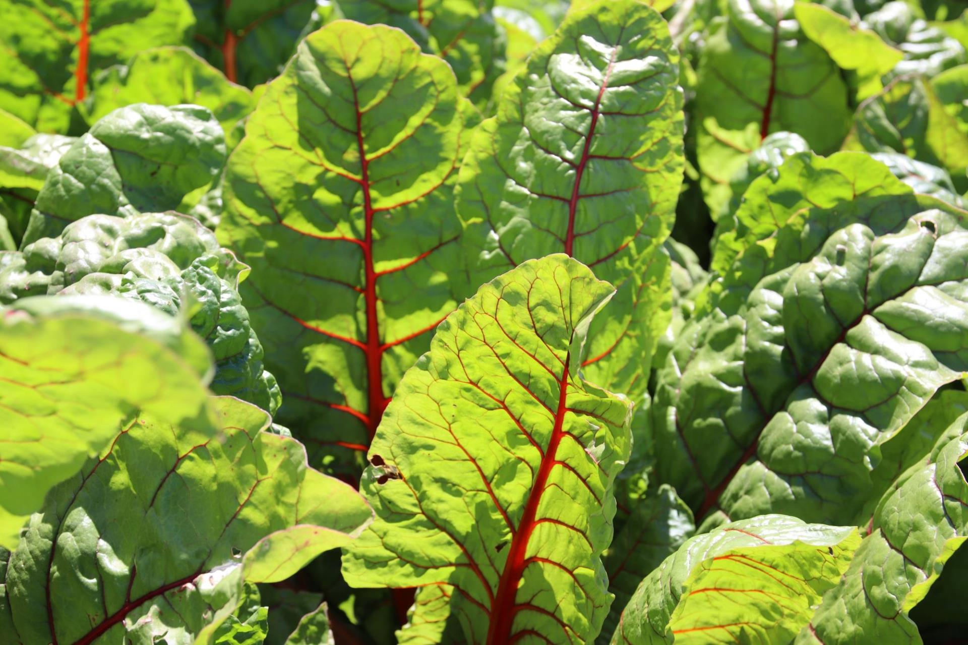 field of green leafy vegetables