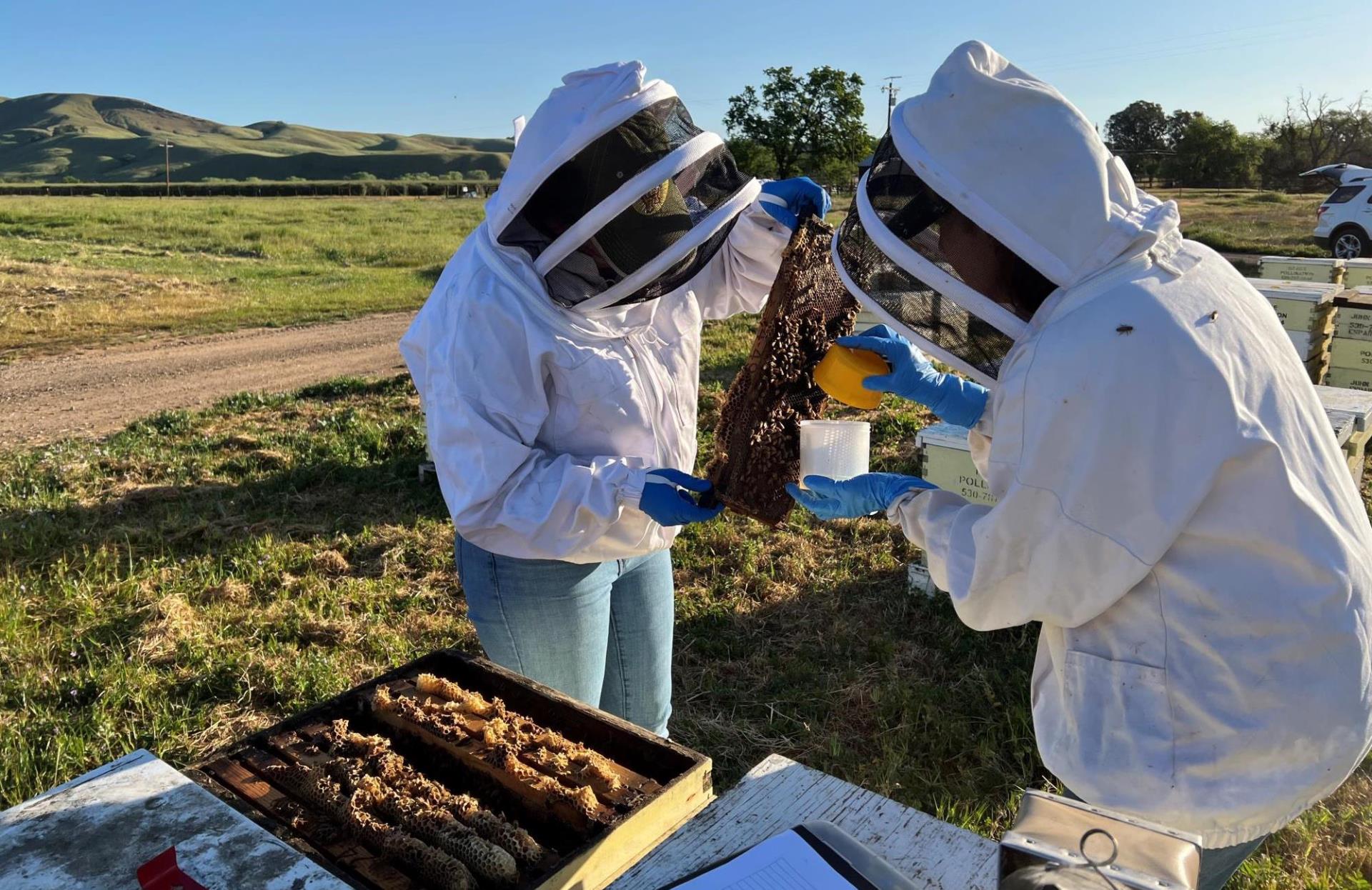 two beekeepers and an open beehive box