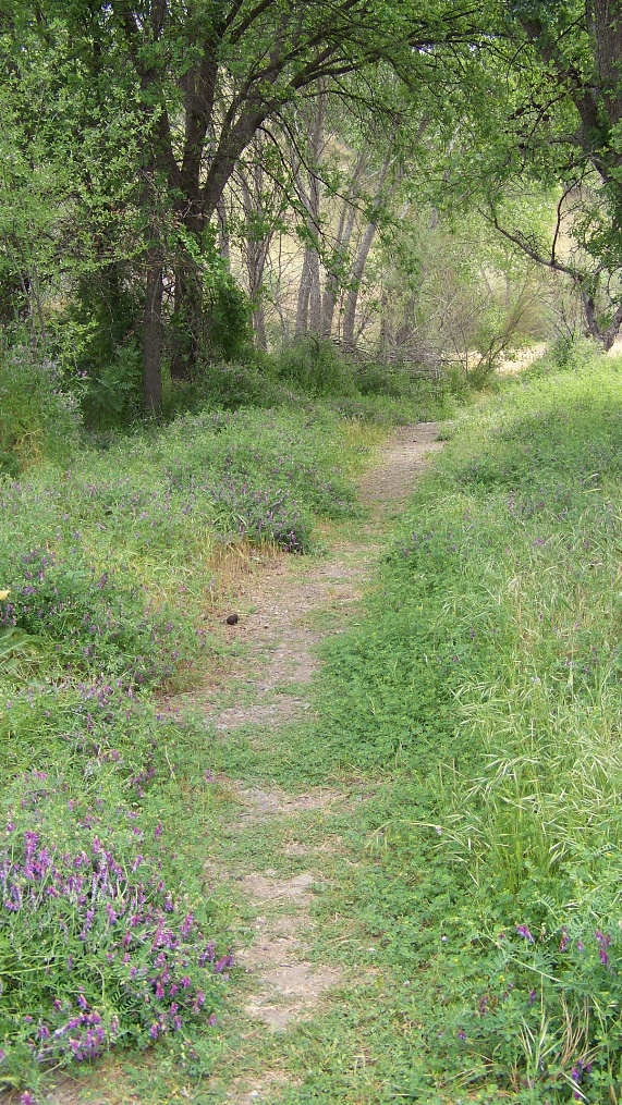 Nichols Park-Pretty path