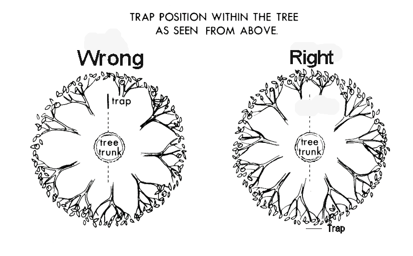 Proper GWSS trap deployment